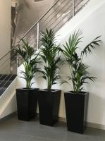 Inscape Indoor Plant Hire image 2